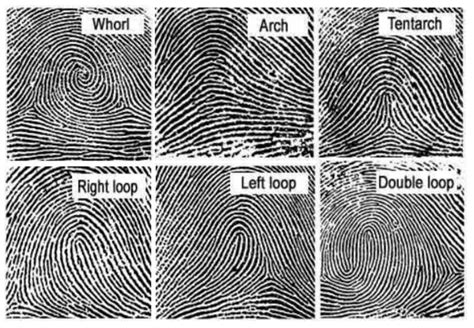 Major Fingerprint Types: Whorl, Arc, Tent, Right loop, Left loop, and ...