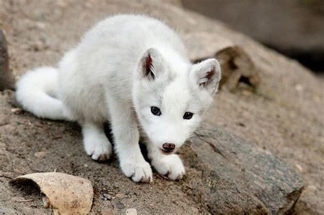 baby arctic fox Animals And Pets, Funny Animals, Fox Pictures, Cute Animal Pictures, Kitsune ...