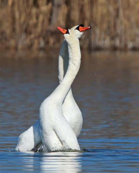 Mute Swan | Audubon Field Guide