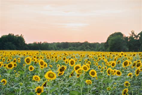 Visit | Alabama Sunflower Field — THE SUNFLOWER FIELD