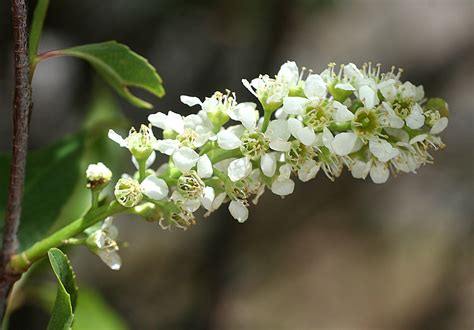 Temperate Climate Permaculture: Permaculture Plants: Black Cherry Tree