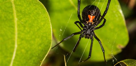 Oakland Zoo | Black Widow Spider