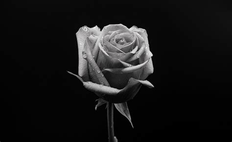 Rose Black And White Photography