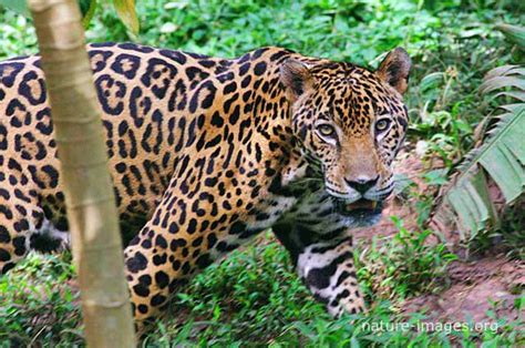 Jaguar hunting – Nature-images.org