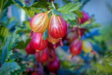 How To Plant & Grow A Gooseberry Bush For Endless Summer Harvests