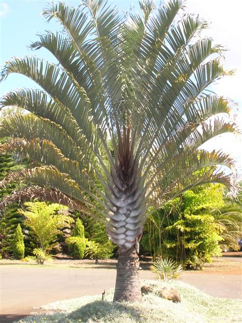 Home And Garden : Triangle Palm Tree (Dypsis decaryi)