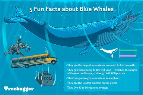 11 Facts About Blue Whales, the Largest Animals Ever on Earth | Blue whale facts, Whale facts ...