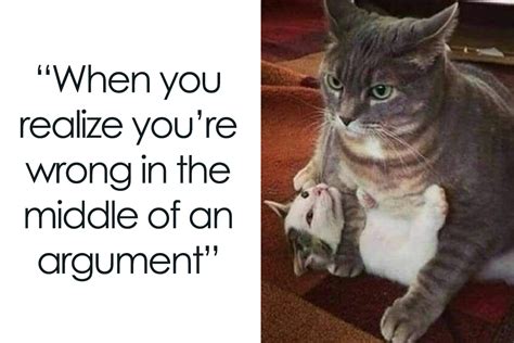 ‘Cats On Catnip’: 50 Funny And Relatable Cat Memes We Loved A Lot | Bored Panda