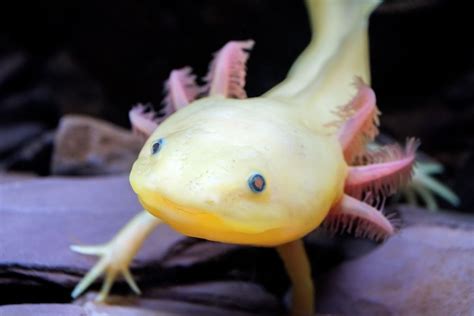 Awesome Native Animals You Must See In Mexico | Axolotl, Axolotl tank ...