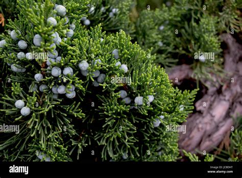 Close up of juniper berries on a juniper bush Stock Photo, Royalty Free Image: 145310980 - Alamy