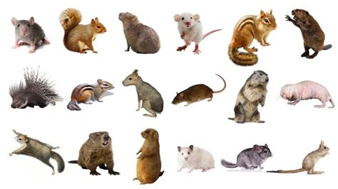 Different Types of Rodents | All You Need To Know!