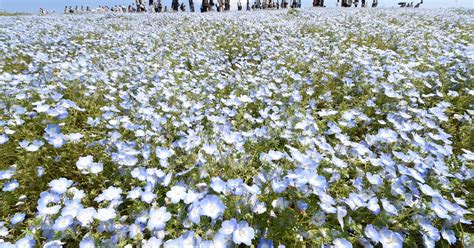 4.5 Million Blue Flowers In Japan's Hitachi Seaside Park Are Currently Holding The World's ...