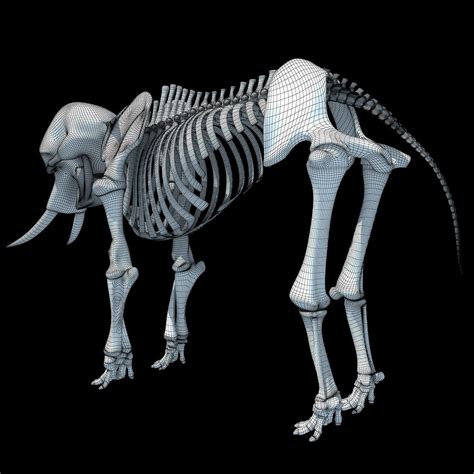 Animal Skeletons | African Elephant Skeleton – 3D Horse