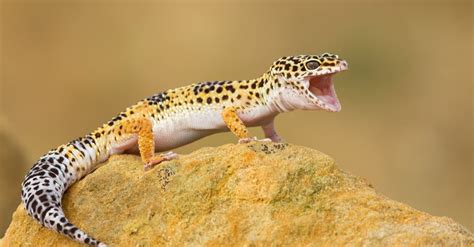 Leopard Gecko Habitat: Where Do Leopard Geckos Live? - A-Z Animals