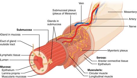 Overview of the Digestive System | Anatomy and Physiology II