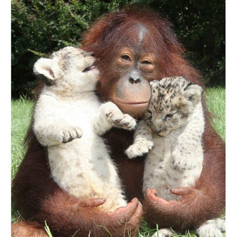 20 Photos Of Animals Hugging That Will Warm Your Heart - Trendfrenzy