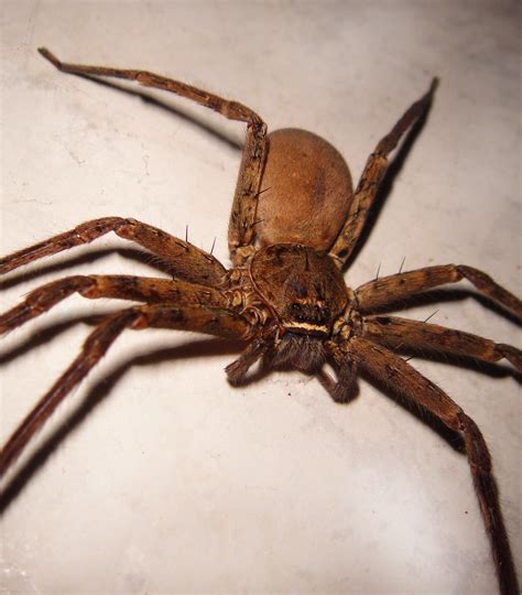 Huntsman spider - cellulartyred