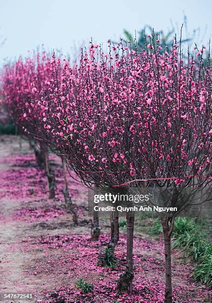 Chinese Apricot Tree Photos and Premium High Res Pictures - Getty Images