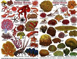 Invertebrates of the Indian Ocean waterproof plastic ID card