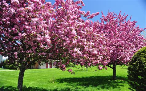 Spring spring pink blossom trees wallpaper | 2880x1800 | #31864