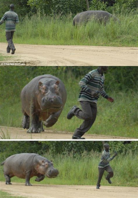 hippo Blank Template - Imgflip