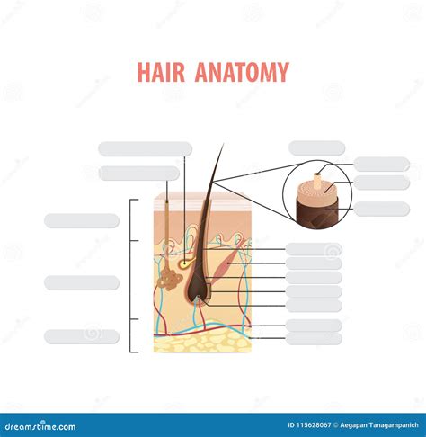 Hair Anatomy Blank Illustration Vector on White Background. Madical ...