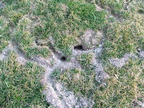 Get Rid of Voles - Trapper Tails