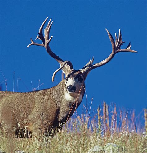 The State of Colorado's Mule Deer - Western Hunter