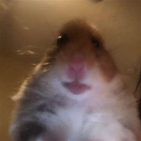 Create meme "fun with hamsters, hamster selfie, funny hamster" - Pictures - Meme-arsenal.com