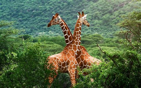 🔥 [140+] Giraffe Wallpapers | WallpaperSafari