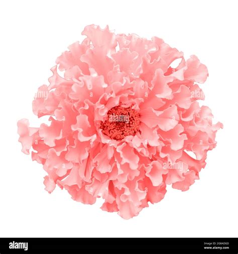 Beautiful toned in pink marigold flower isolated on white background. Bright targets, African ...