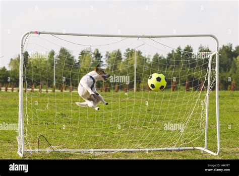 Funny dog playing football as a goalkeeper Stock Photo - Alamy