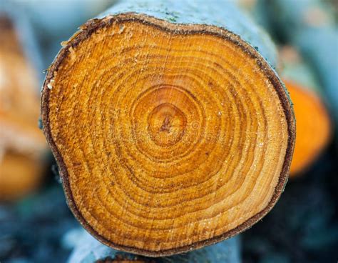 Closeup Rings Of Chopped Tree Trunk Stock Photo - Image of bark, circle: 39275960