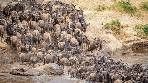 Best time to witness Masai Mara wildebeest Migration — Plan your dream