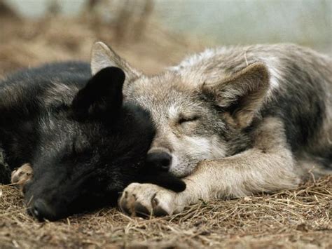 Two Sleeping Gray Wolf Pups Photographic Print by Jim And Jamie Dutcher ...