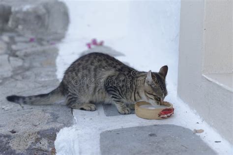 Cat Drinking from a Bowl of Milk Stock Image - Image of wood, white ...