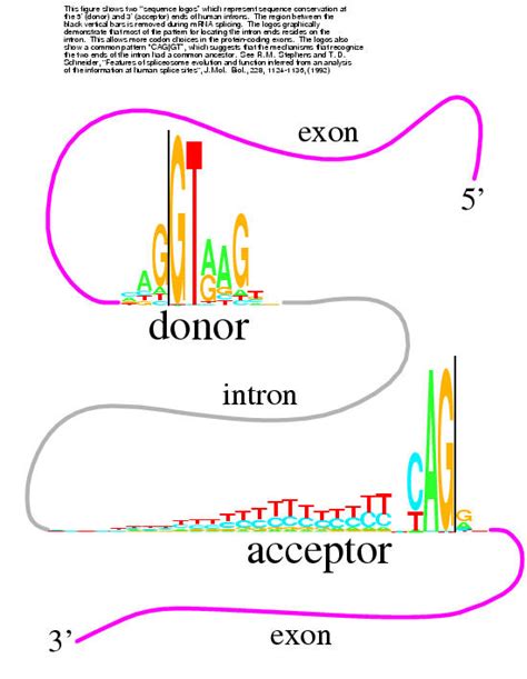 Science Fair Posters: the origin of sequence logos