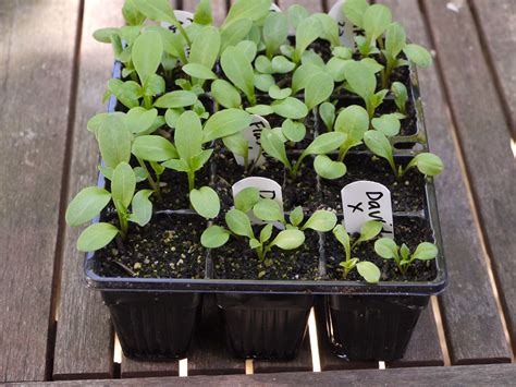 Early Spring: Starting Dahlias from Seed - Unfurlings Flowers