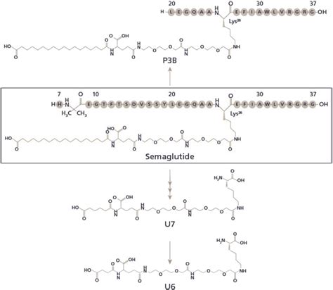 13+ Semaglutide Peptide - OsamaNikhol