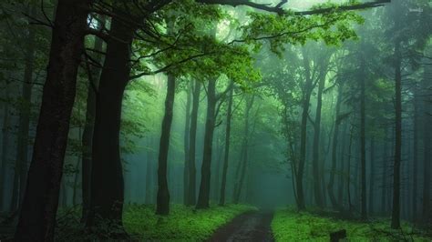 Green foggy forest wallpaper - Nature wallpapers - #46318