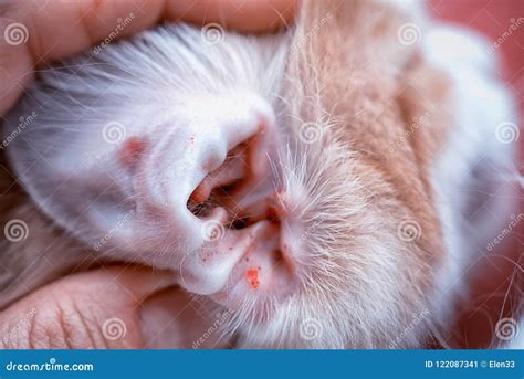 Uricle of a Cat Infected with an Ear Mite Stock Image - Image of hand, animal: 122087341