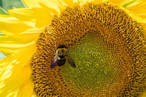 Honey bee on sunflower stock image. Image of country - 96950955