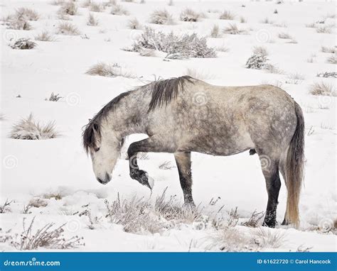 Wild Stallion (Brumby) in Australia Hunting for Food through the Snow ...