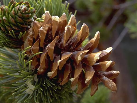 Limber Pine Cone - Rocky Mountain National Park (U.S. National Park Service)