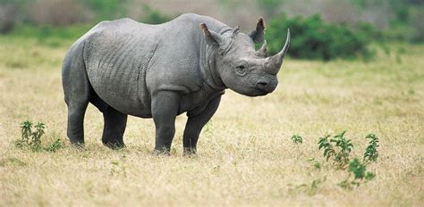 Black Rhino Facts, Habitat, Population in Wild, Conservation