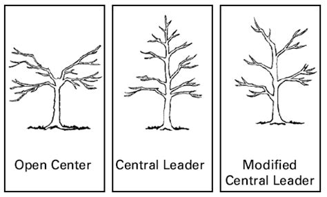 Pruning Fruit Trees | Noble County Agriculture & Natural Resources