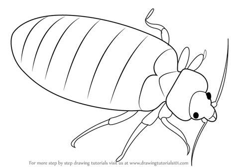 Learn How to Draw a Bed Bug (Insects) Step by Step : Drawing Tutorials