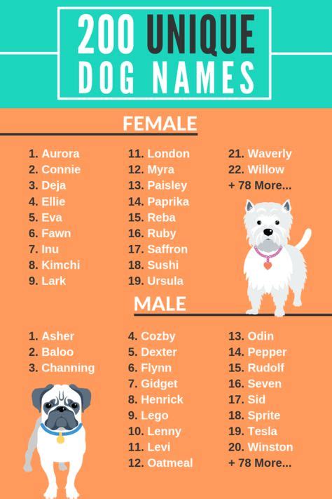 16 Cool pet names ideas | pet names, dog names, puppy names