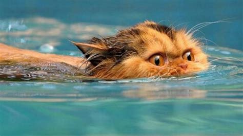 Funny Cats in Water Compilation 2017 - YouTube