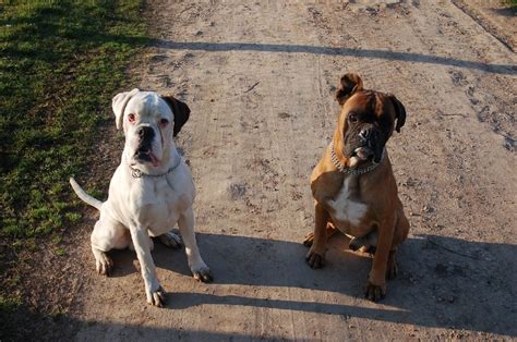 3 Boxer Dog Colors (With Pictures) | Hepper